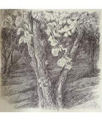 tree