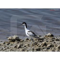 avocetta-recurvirostra-avos