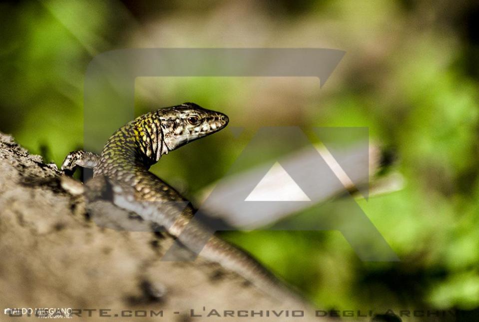 lucertola-campestre-podarci