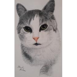 l-amico-gatto-romeo-pesce