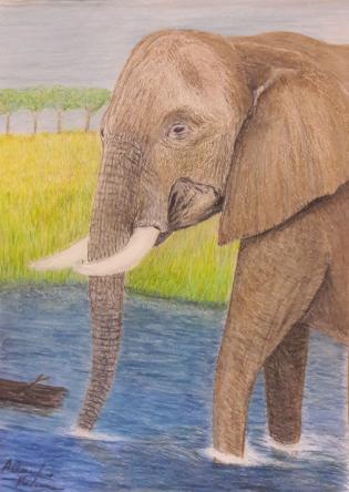 l-amico-elefante