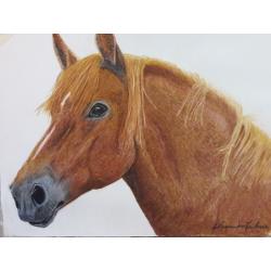 l-amico-cavallo