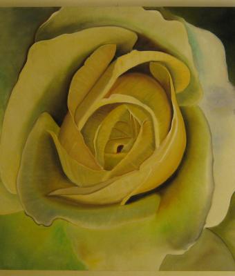 rosa