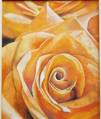 rosa