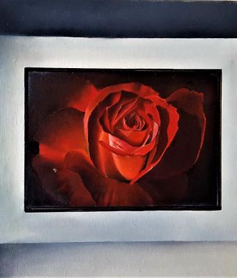 rosa