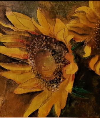 girasoli