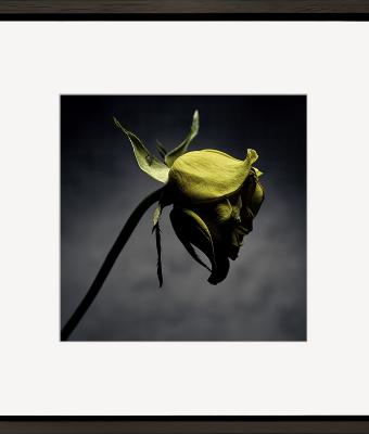 dying-yellow-rose-i