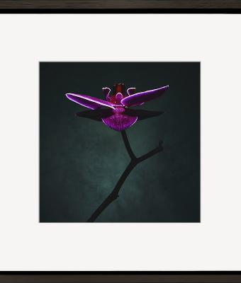 phalenopsis-i