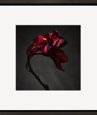dying-red-oleander-ii