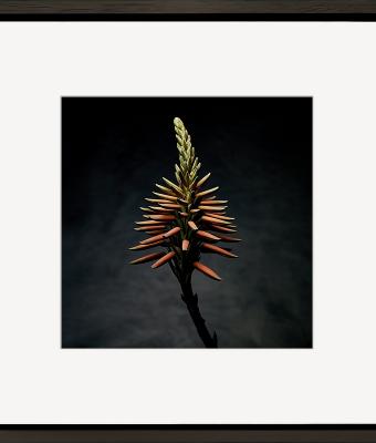 aloe-flower-i