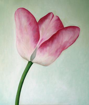 studio-natura