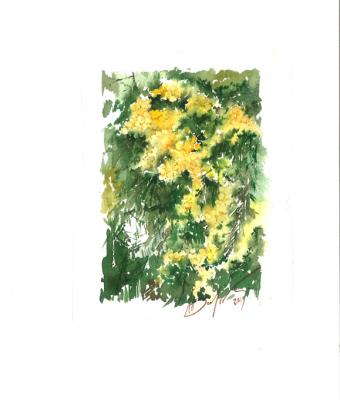 mimosa