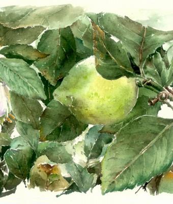 limone