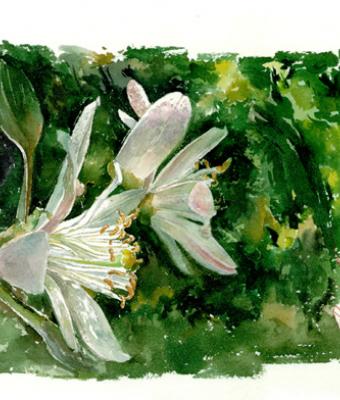 fiori-di-limone