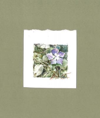 pervinca