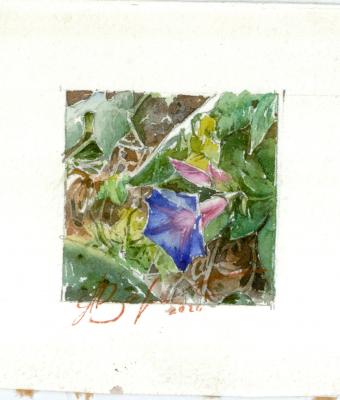 campanula-viola