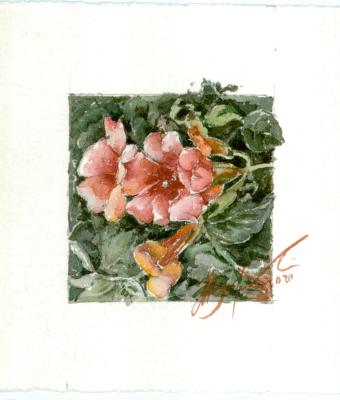 begnonia