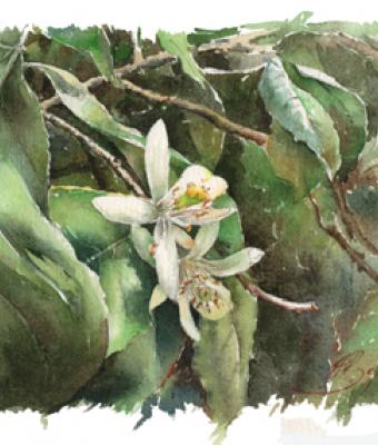 fiore-di-limone-zagara