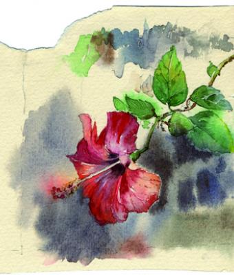 fiore-rosso-l-ibisco