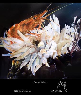 profondit-marine