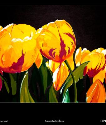 tulipani-notturni