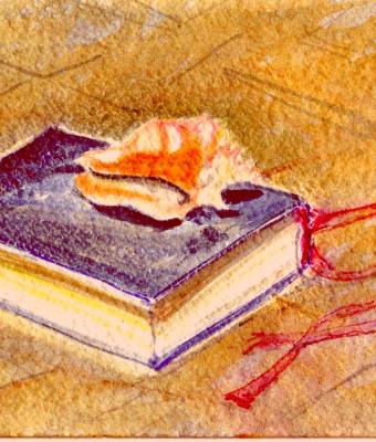 il-libro-e-la-conchiglia
