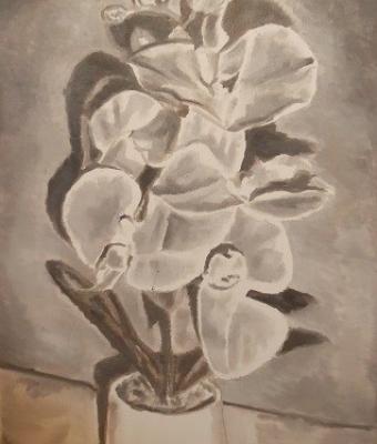 orchidea