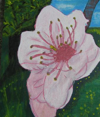 il-fiore
