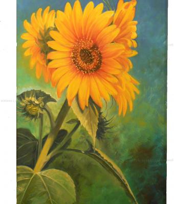 girasole