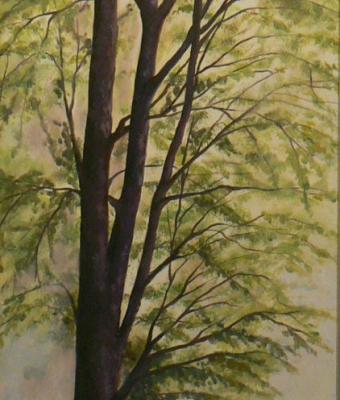 albero