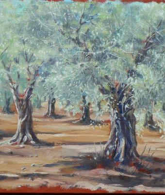 ulivi-del-salento-1