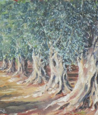 ulivi-del-salento-2