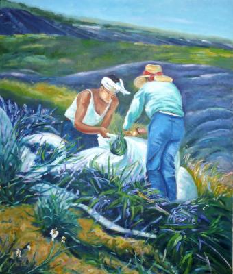 raccoglitori-di-lavanda