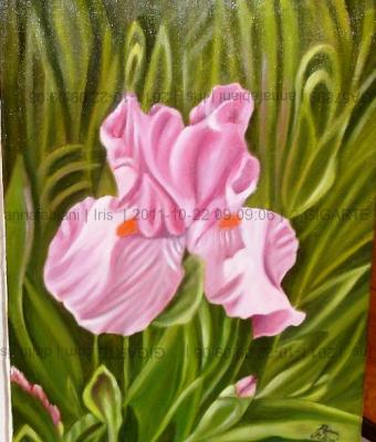 iris