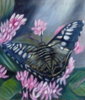 farfalla
