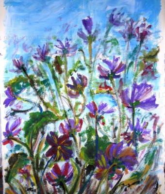 malva-selvatica