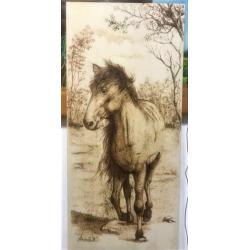 cavallo