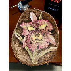 orchidea