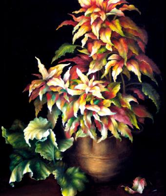 begonia