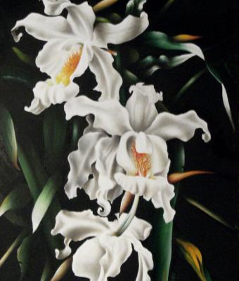 orchidee-bianche