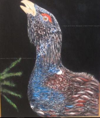 gallo-cedrone