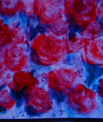 rose-rosse