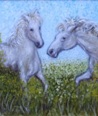 cavalli-tra-ginestre