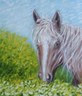 cavallo-tra-le-ginestre