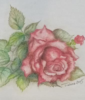 rosa-rossa