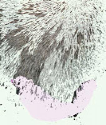 mater-zoopoliticaa