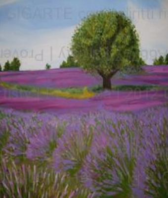 provenza