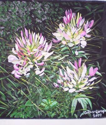 cleome