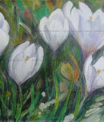 fioritura-di-crocus-valle-var