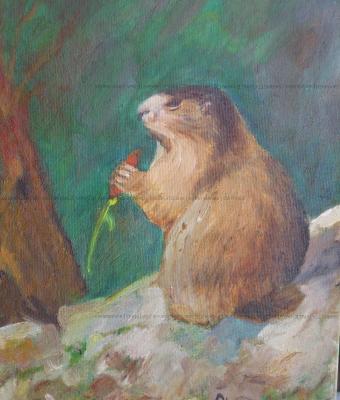marmotta-valle-varaita